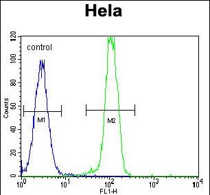 FC - B2M Antibody (C-term) AP2771b